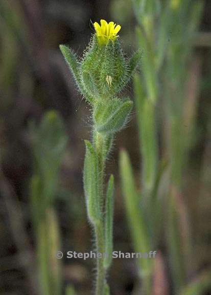 madia gracilis 3 graphic